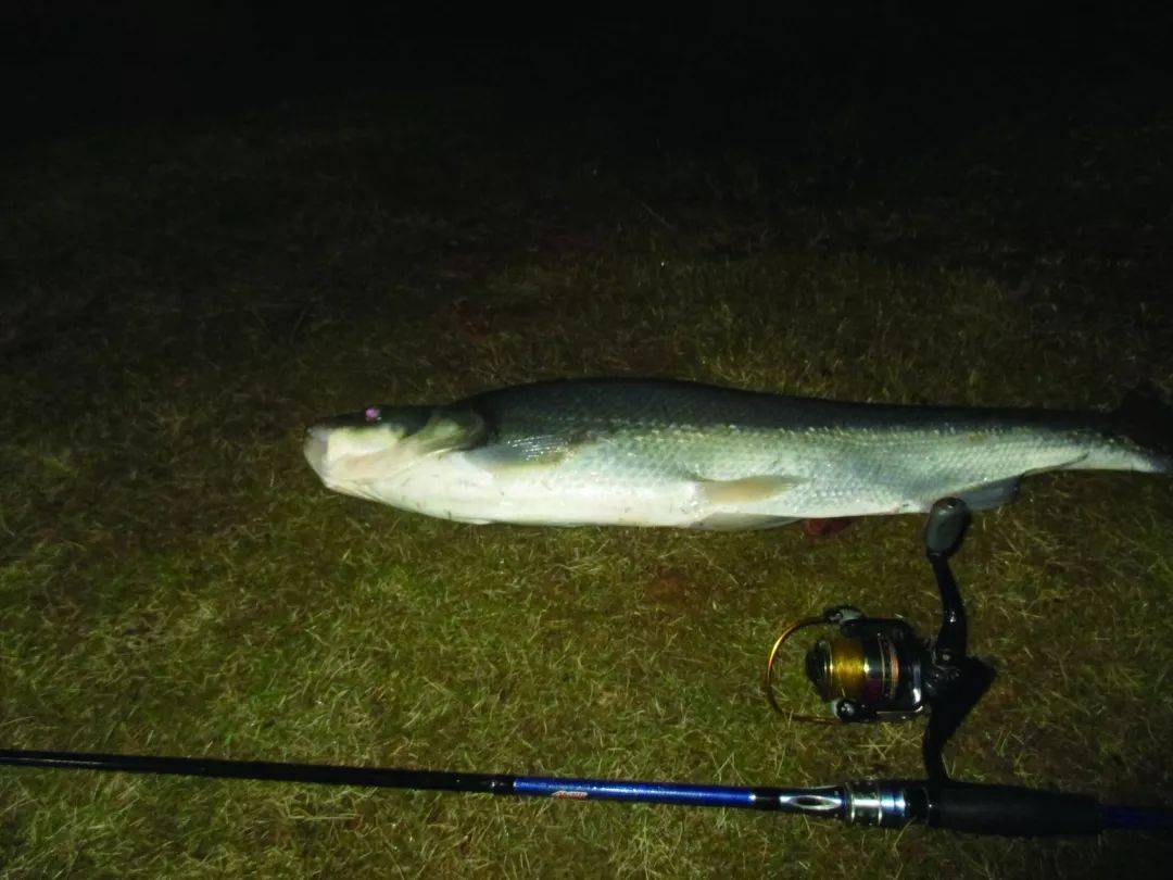 鉛頭鉤釣什麼魚 學會用鉛頭鉤最適合釣哪些魚種