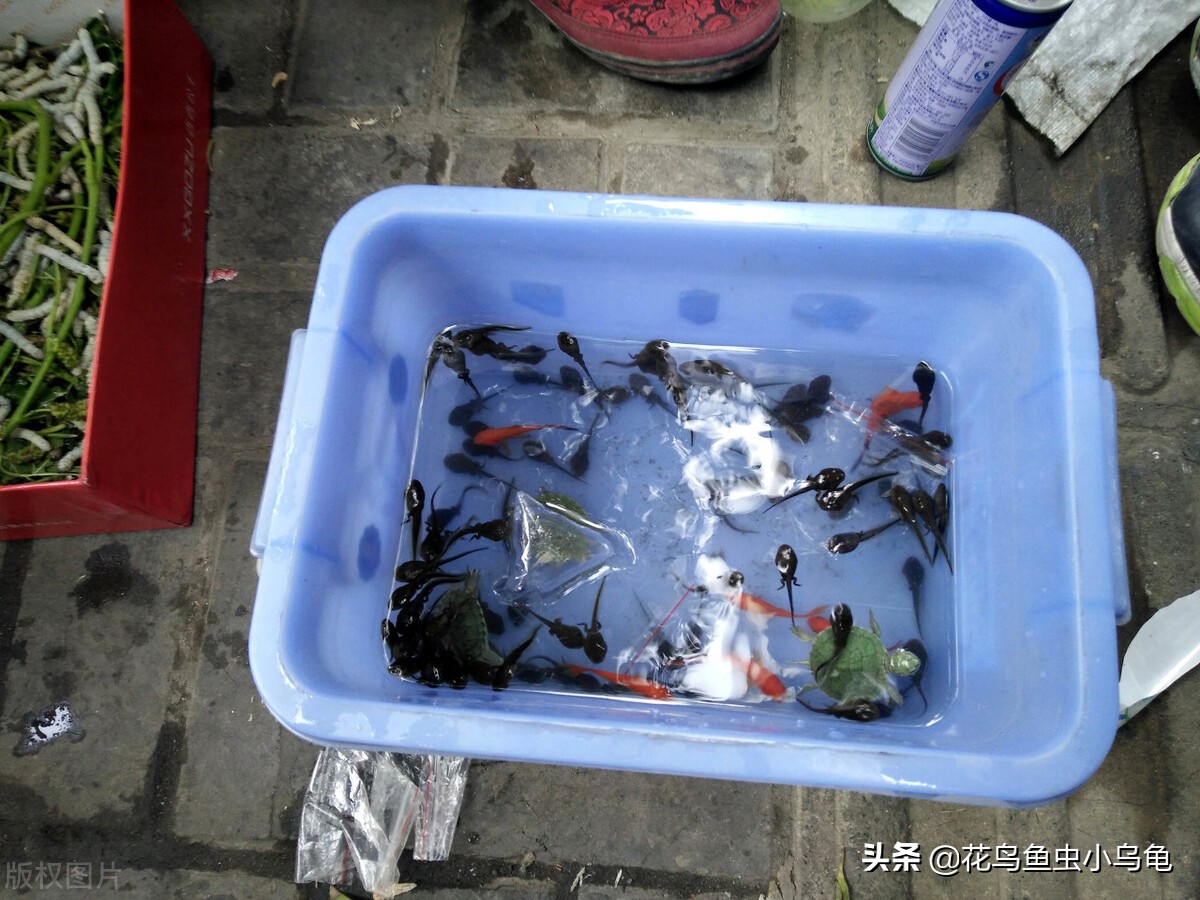 蝌蚪可吃的五種食物 傢養小蝌蚪喂什麼東西營養更全面