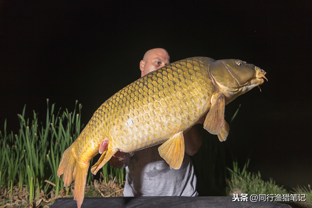 夜釣鯉魚什麼時候上魚最佳時間 夜釣鯉魚技巧方法