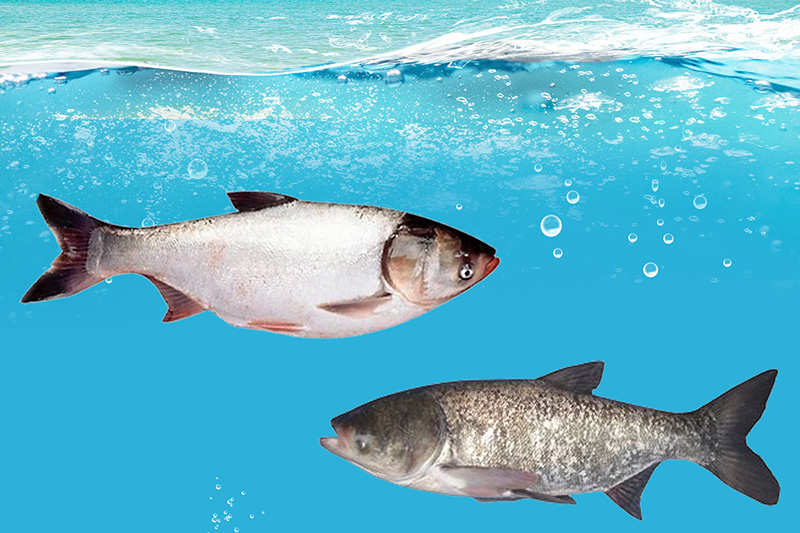 鰱鳙喜歡什麼味道餌料 釣鰱鳙魚餌料的兩大要素