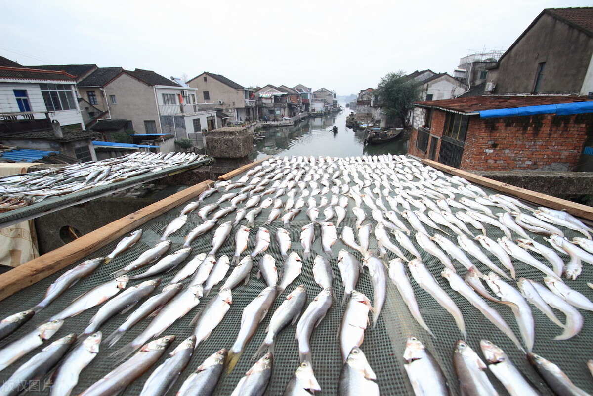 麥穗魚能長多大 白條麥穗魚為何在野生水域泛濫成災