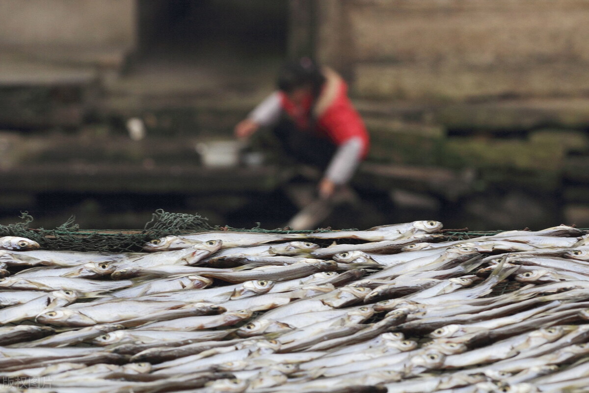 麥穗魚能長多大 白條麥穗魚為何在野生水域泛濫成災