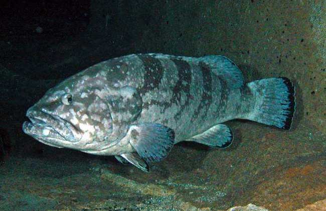 石斑魚是屬於淡水魚還是海魚 石斑魚吃什麼食物