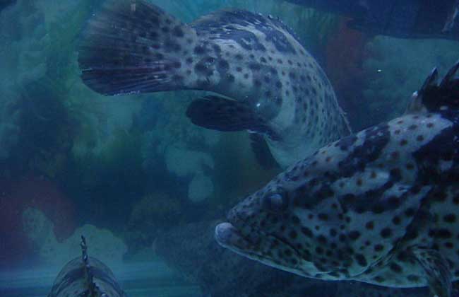 石斑魚是屬於淡水魚還是海魚 石斑魚吃什麼食物