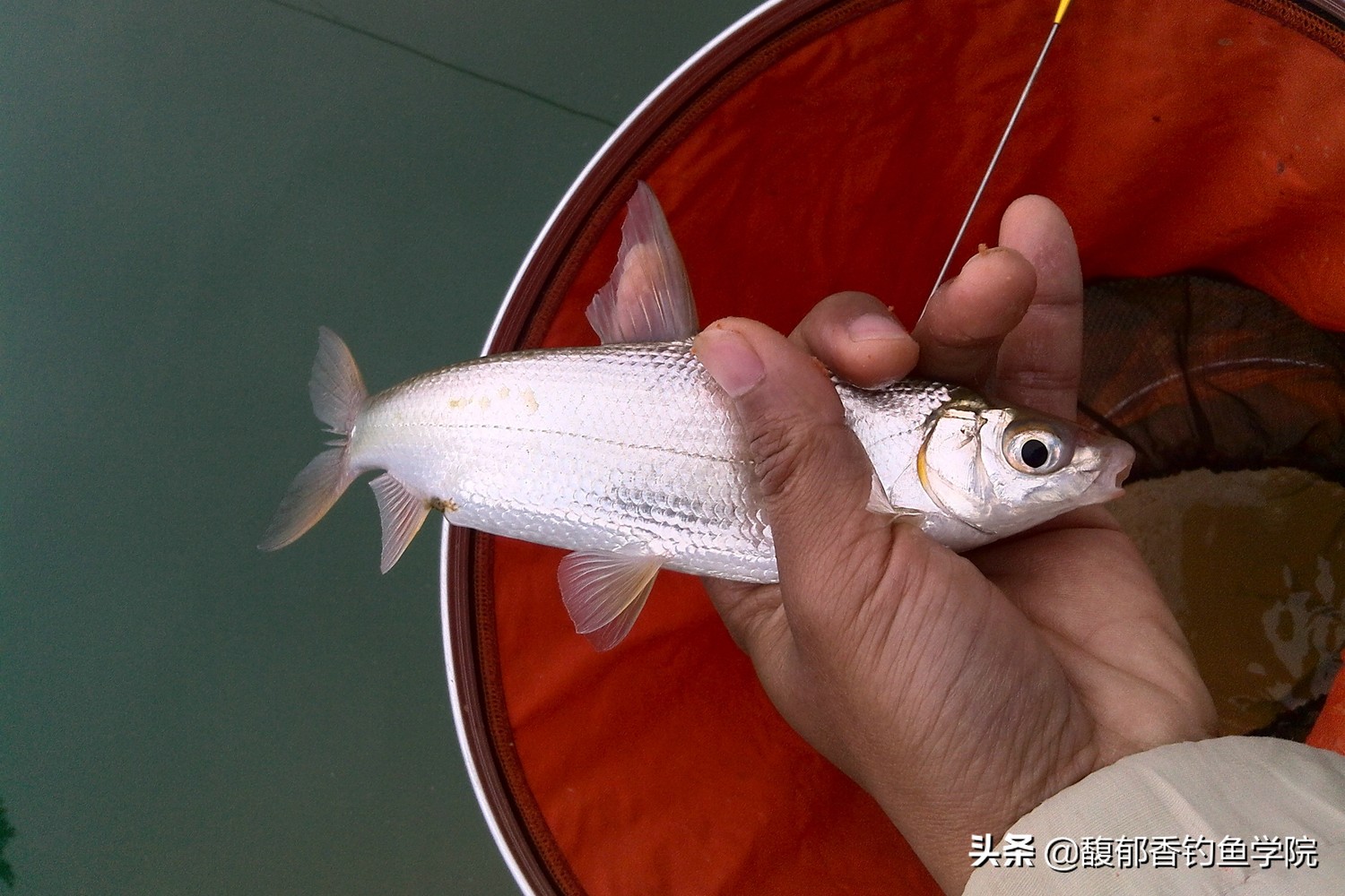 黃尾魚愛吃什麼餌料 夏天釣黃尾魚用哪種味型的魚餌