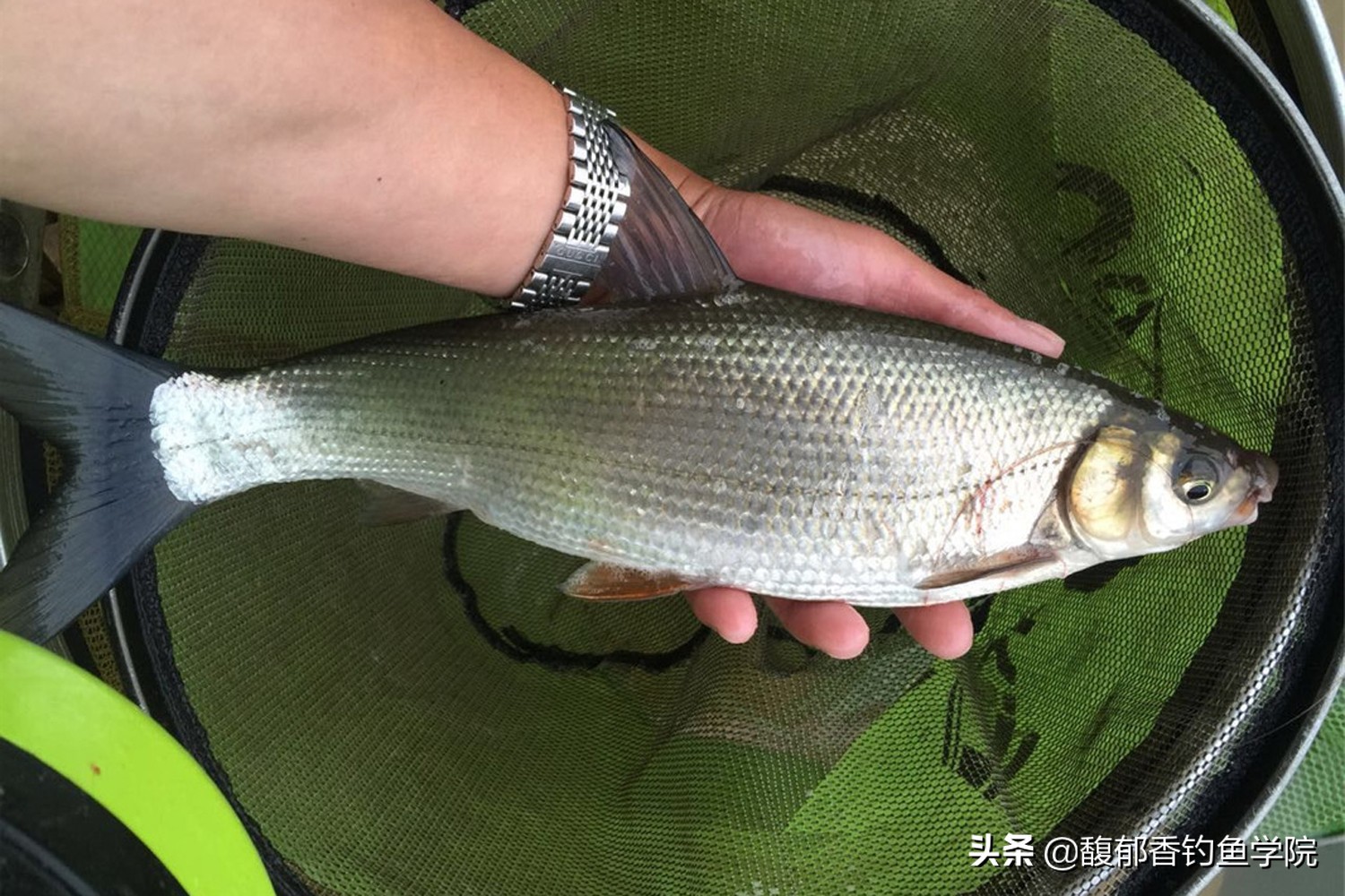 黃尾魚愛吃什麼餌料 夏天釣黃尾魚用哪種味型的魚餌