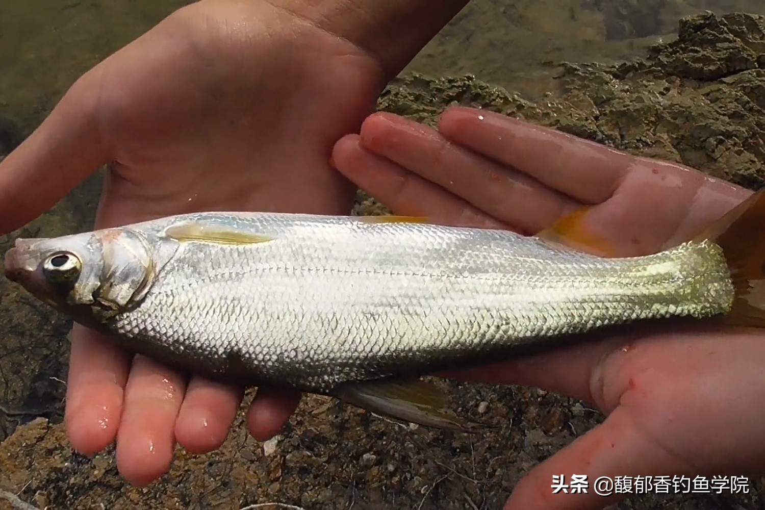 黃尾魚愛吃什麼餌料 夏天釣黃尾魚用哪種味型的魚餌