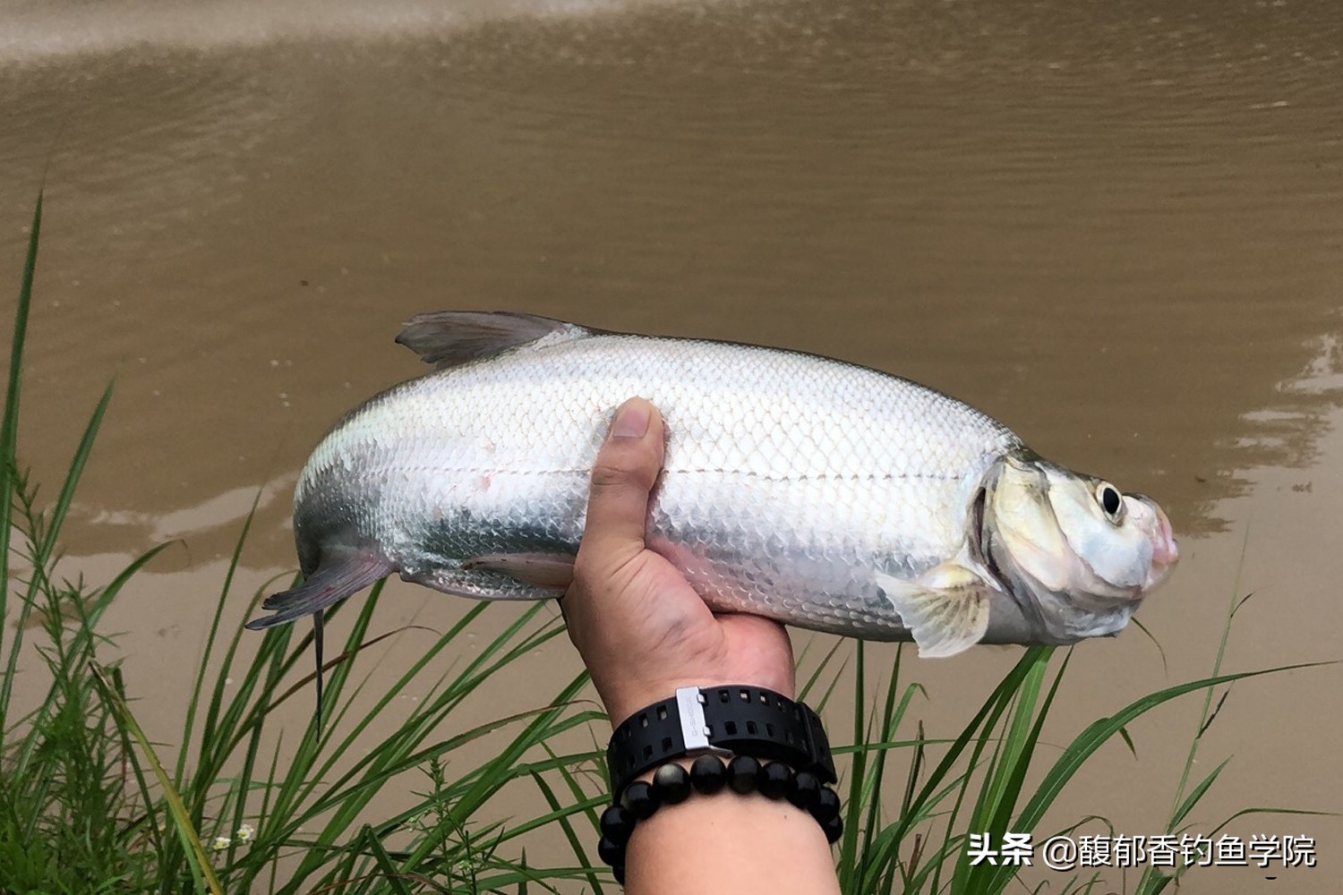 翹嘴魚的生活規律及溫度 翹嘴魚的覓食習性和垂釣方法