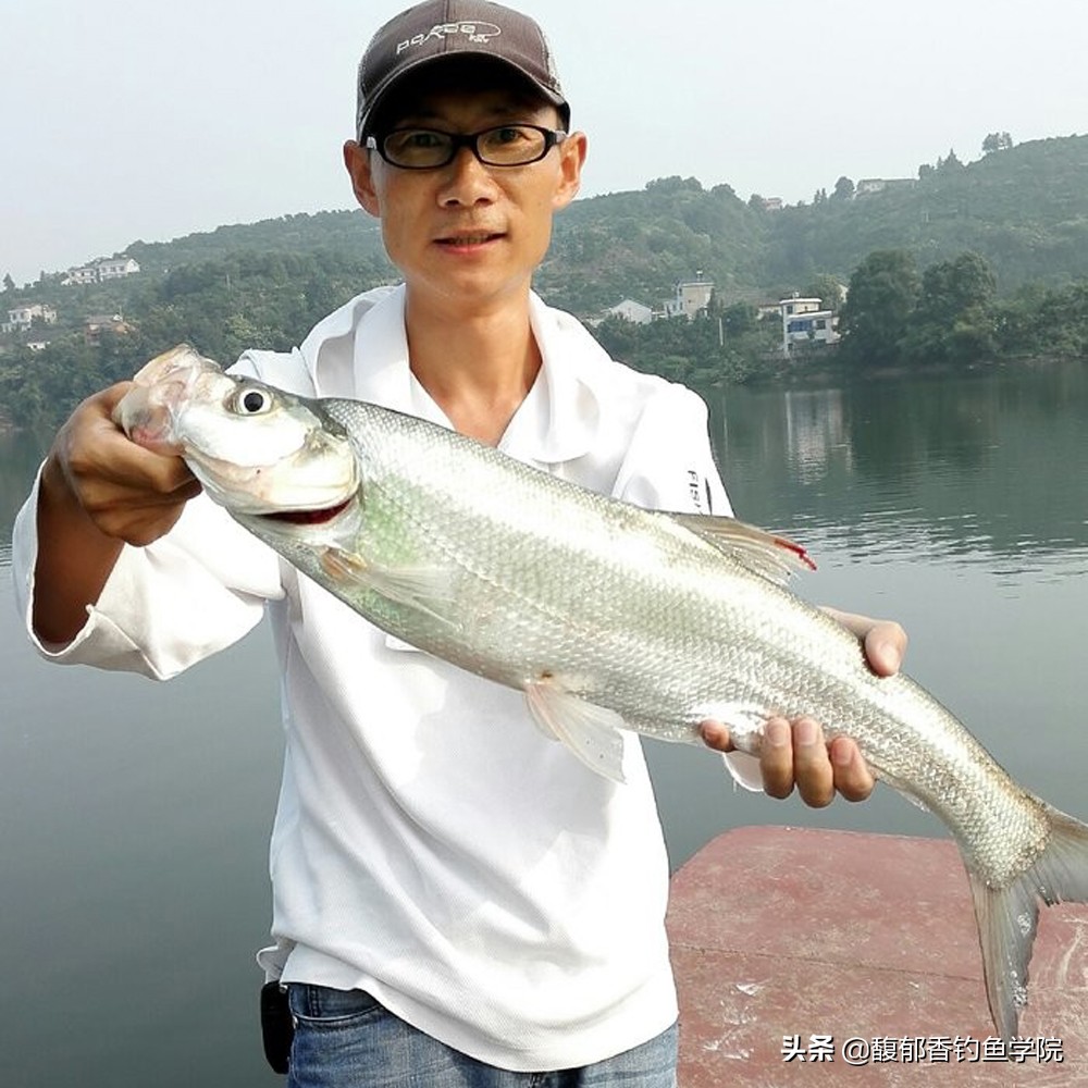 翹嘴魚的生活規律及溫度 翹嘴魚的覓食習性和垂釣方法