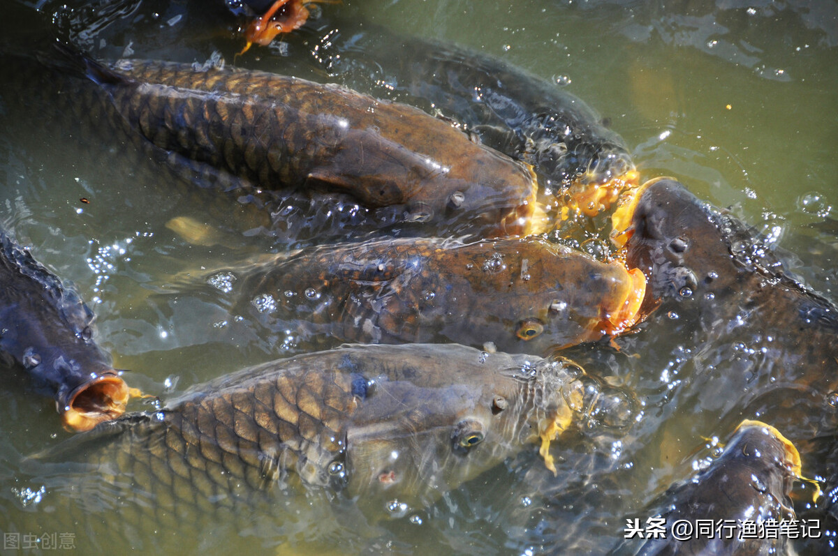 釣魚黑坑是指什麼意思 黑坑按收費標準不同的劃分