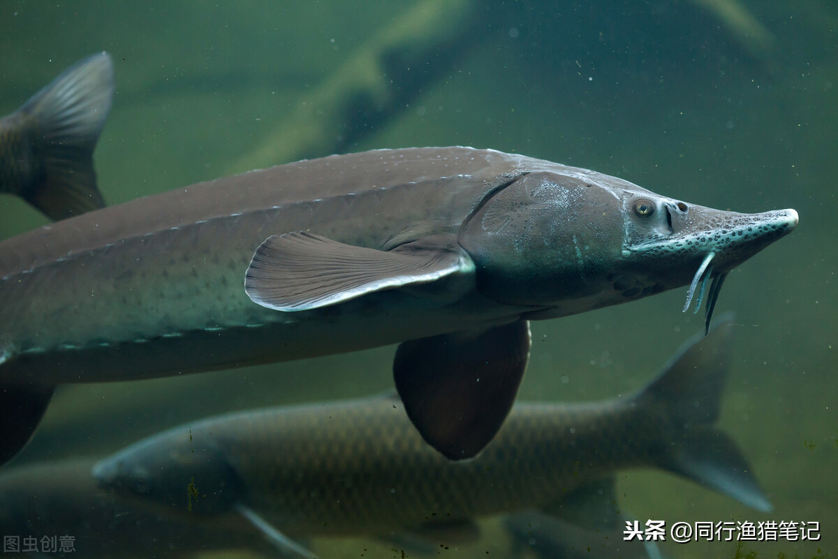 釣魚黑坑是指什麼意思 黑坑按收費標準不同的劃分