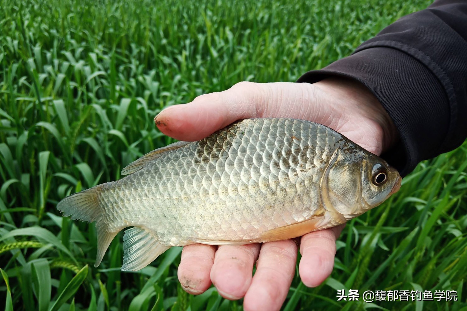 夏季釣鯽魚用什麼餌料好 夏季野釣鯽魚哪種魚餌效果好