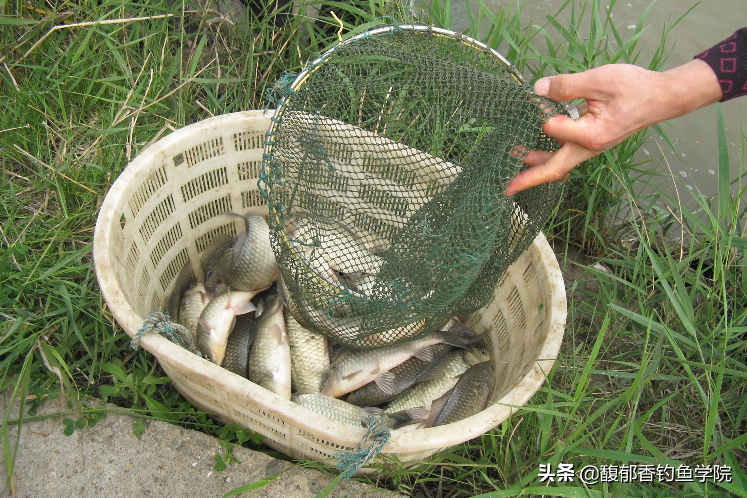 夏季釣鯽魚用什麼餌料好 夏季野釣鯽魚哪種魚餌效果好