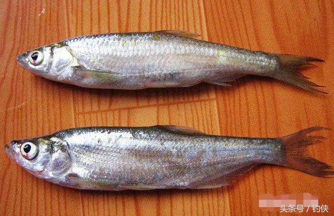 翹嘴魚是什麼魚 和翹嘴相似的魚是什麼品種魚