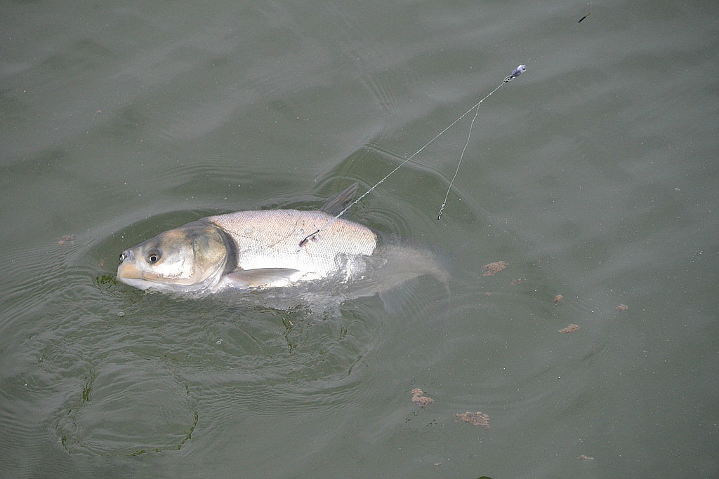浮釣鰱鳙的調漂方法 魚獲猛增的釣鰱鳙調漂方法