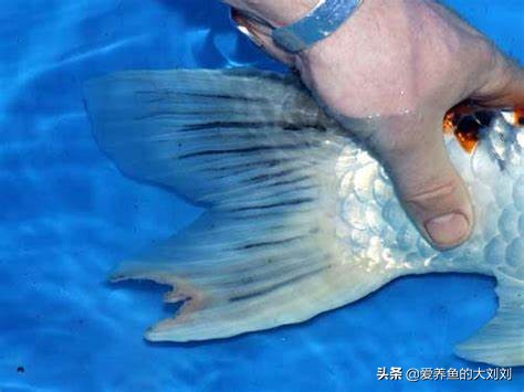 觀賞魚爛尾爛鰭爛鱗用什麼藥 金魚爛鰭的原因與癥狀