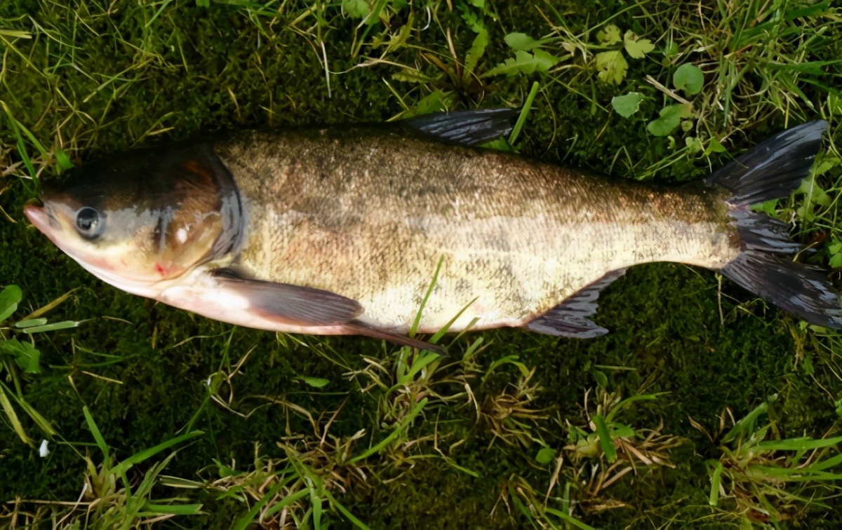 胖頭魚是什麼魚 東北人說的胖頭魚學名是什麼魚