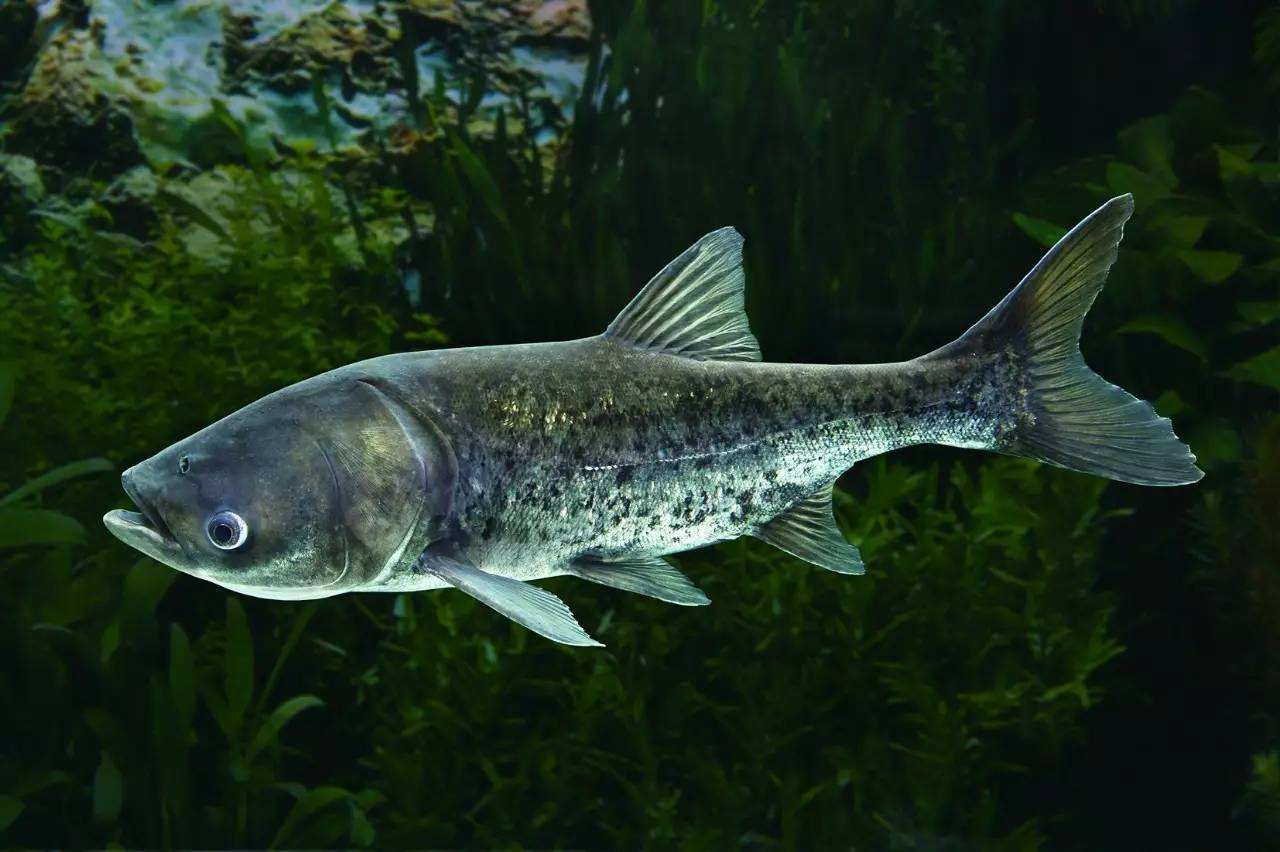 胖頭魚是什麼魚 東北人說的胖頭魚學名是什麼魚