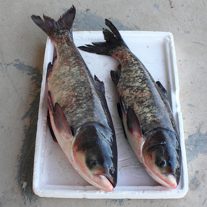 胖頭魚是什麼魚 東北人說的胖頭魚學名是什麼魚