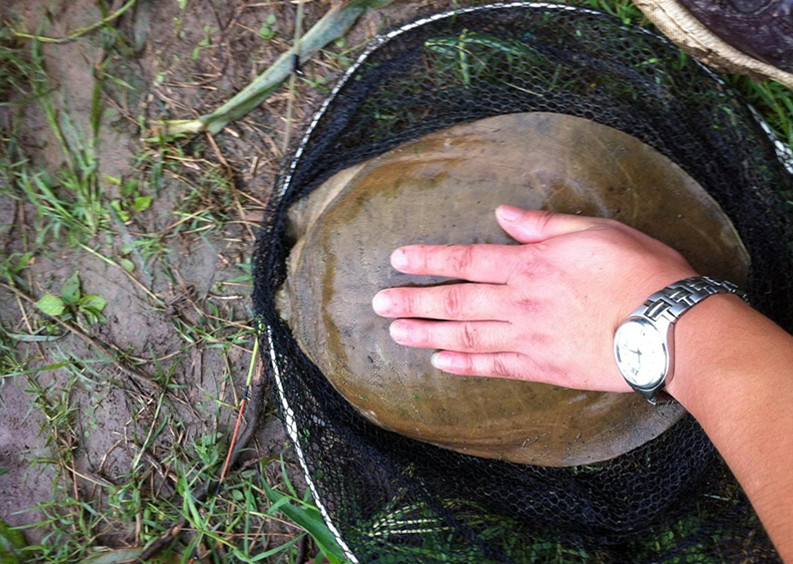 甲魚多遠能聞到豬肝味道 野生甲魚能聞到多遠的豬肝腥味