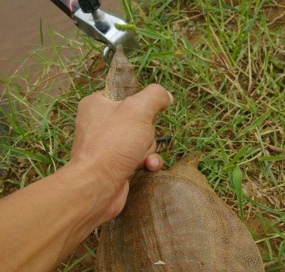 甲魚多遠能聞到豬肝味道 野生甲魚能聞到多遠的豬肝腥味