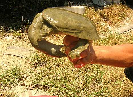 甲魚多遠能聞到豬肝味道 野生甲魚能聞到多遠的豬肝腥味