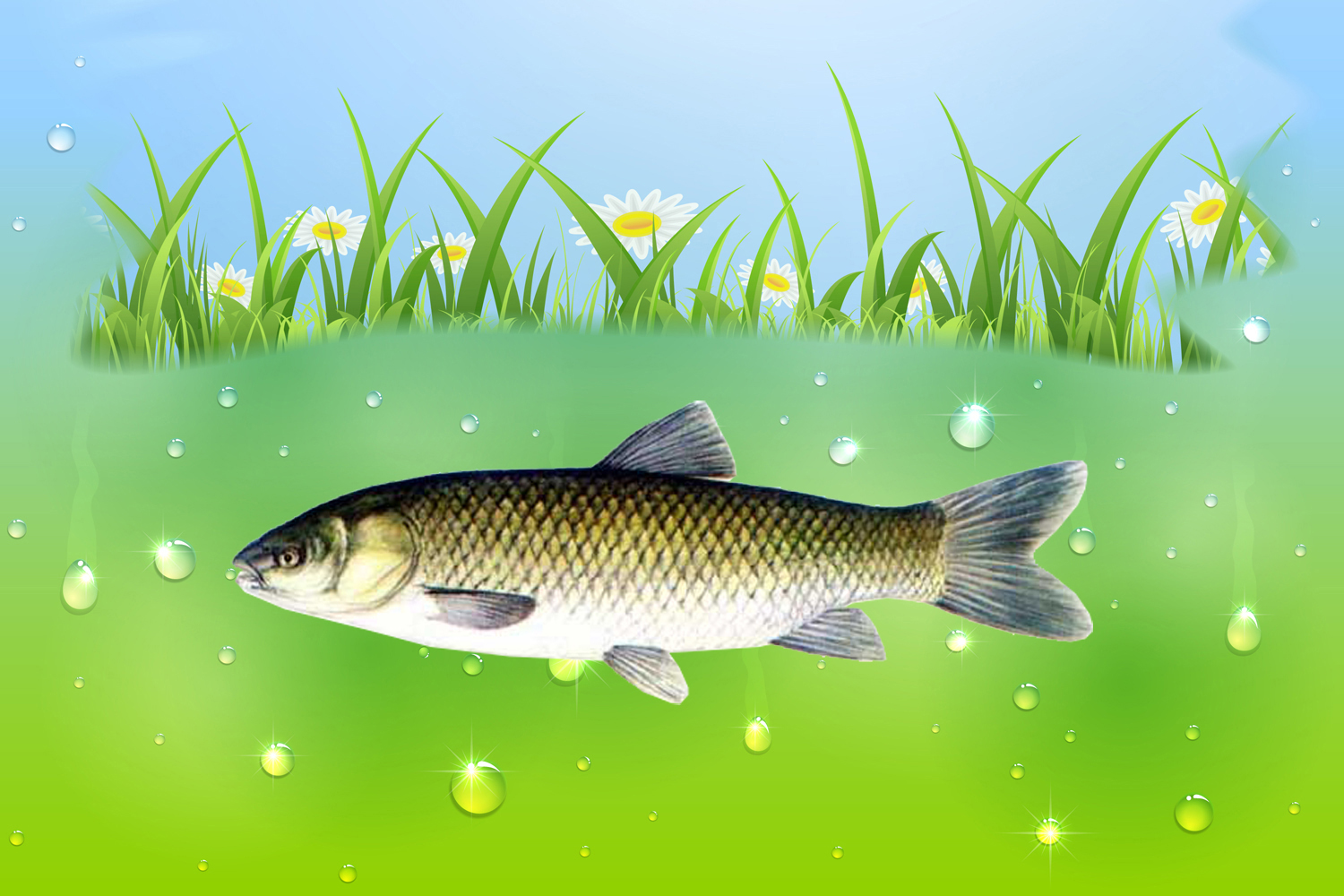 草魚最愛吃的10種食物 釣大草魚的線組搭配方法