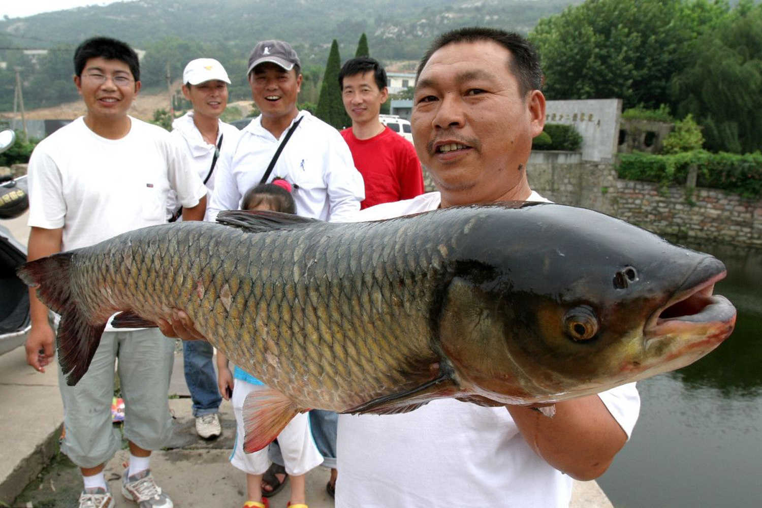 草魚最愛吃的10種食物 釣大草魚的線組搭配方法