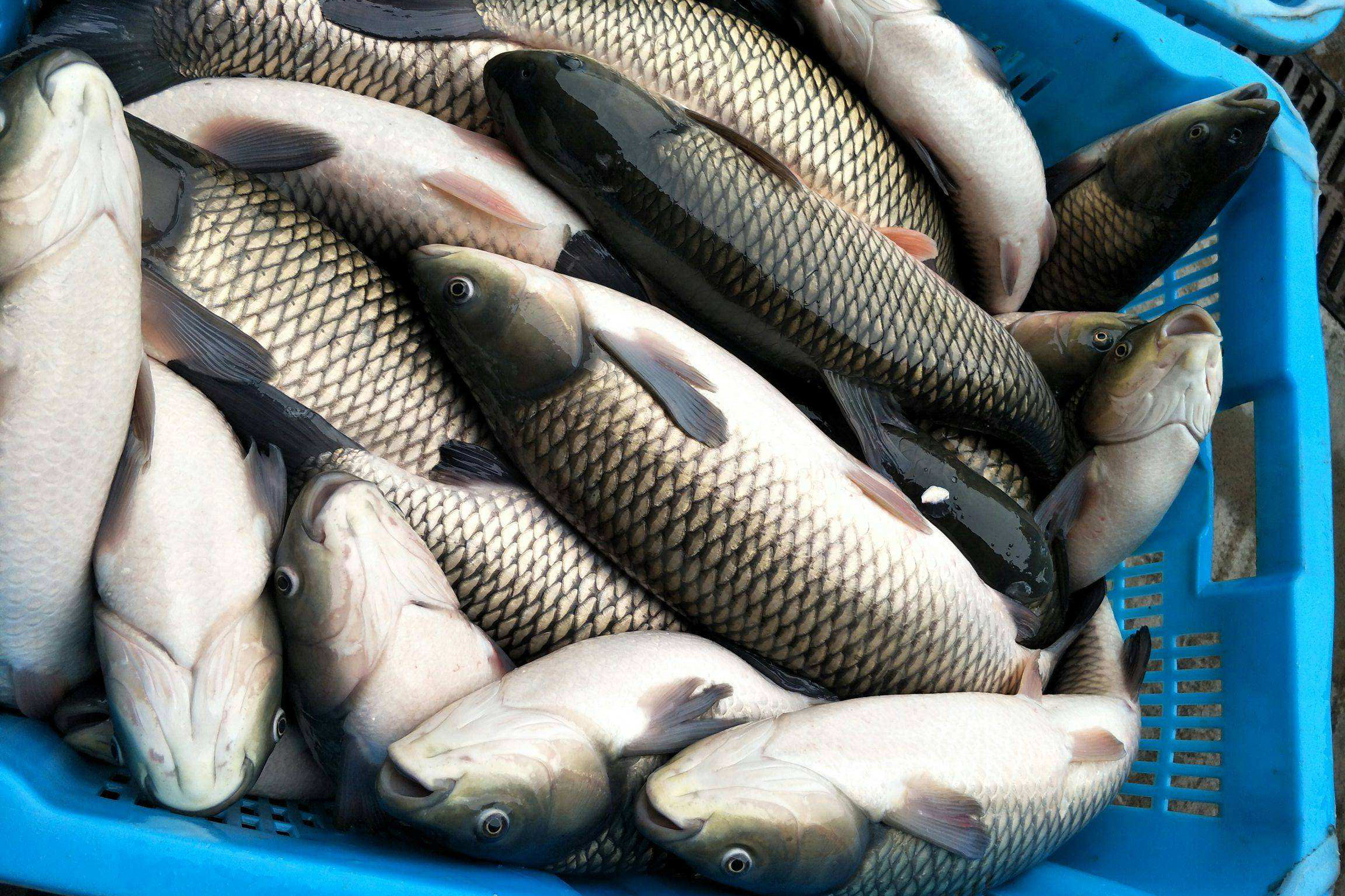草魚最愛吃的10種食物 釣大草魚的線組搭配方法