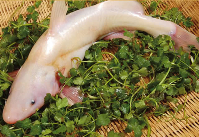 江團魚是什麼魚 江團魚屬於什麼檔次的魚