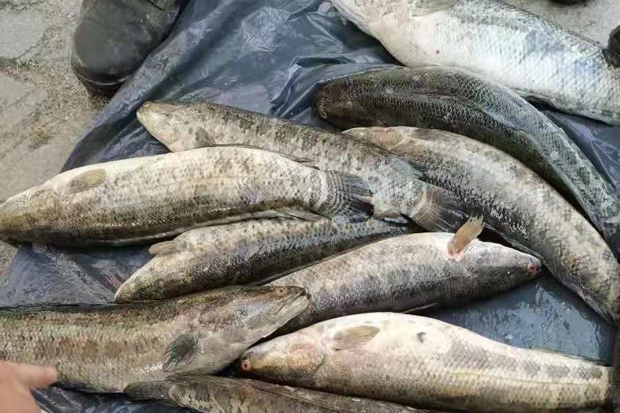 釣黑魚的最佳時間及溫度 釣黑魚最簡單的方法與技巧