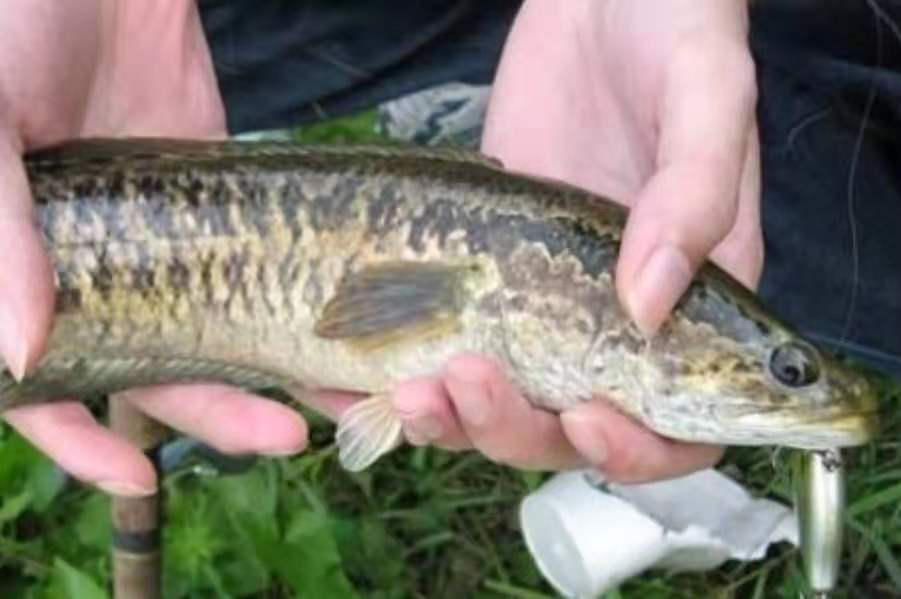 釣黑魚的最佳時間及溫度 釣黑魚最簡單的方法與技巧