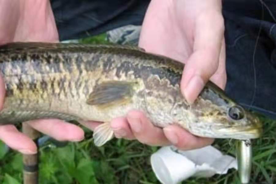 黑魚怎麼釣才容易上鉤 釣黑魚的最佳時間和用餌方法