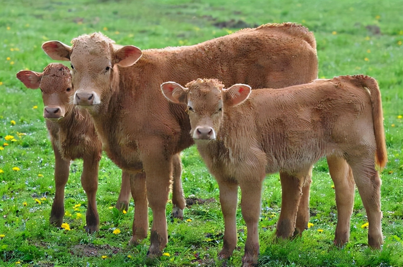 牛結節病最好的治療方法是 牛結節病用什麼藥治療好