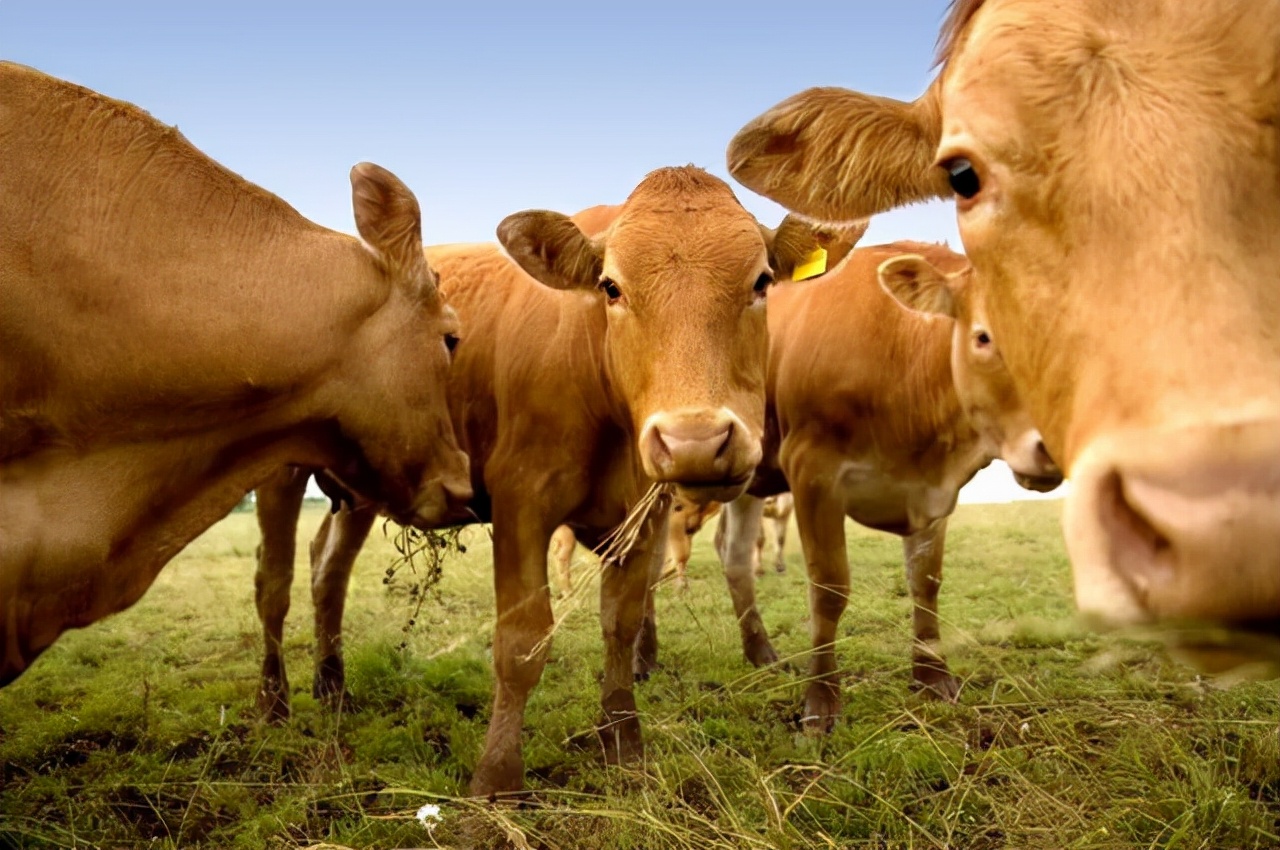 牛結節病最好的治療方法是 牛結節病用什麼藥治療好