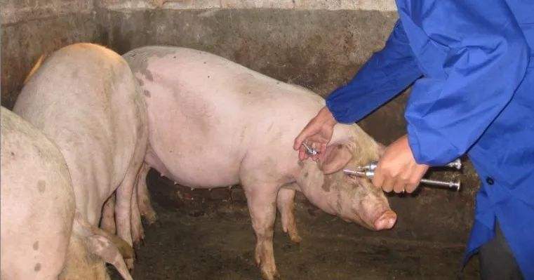 豬發燒用什麼藥退燒最快 豬持續發燒41度不吃食怎麼辦