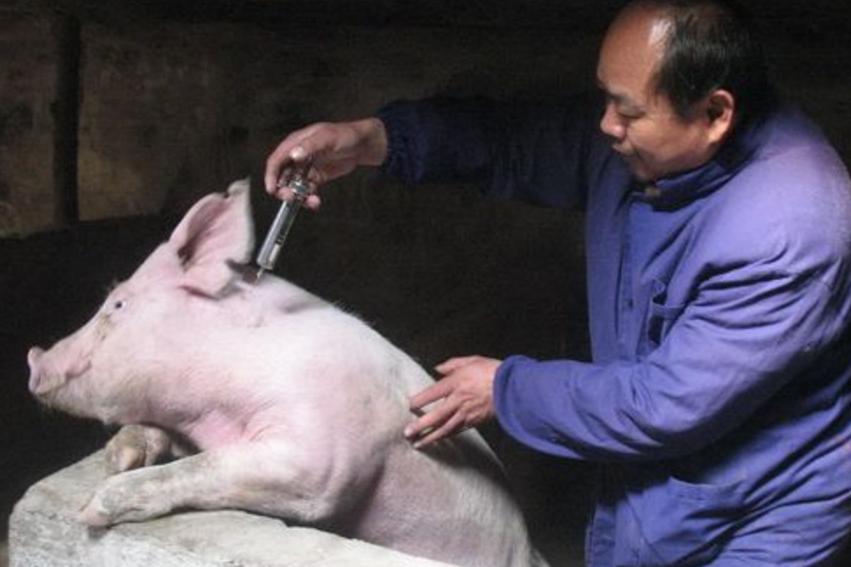 豬發燒用什麼藥退燒最快 豬持續發燒41度不吃食怎麼辦