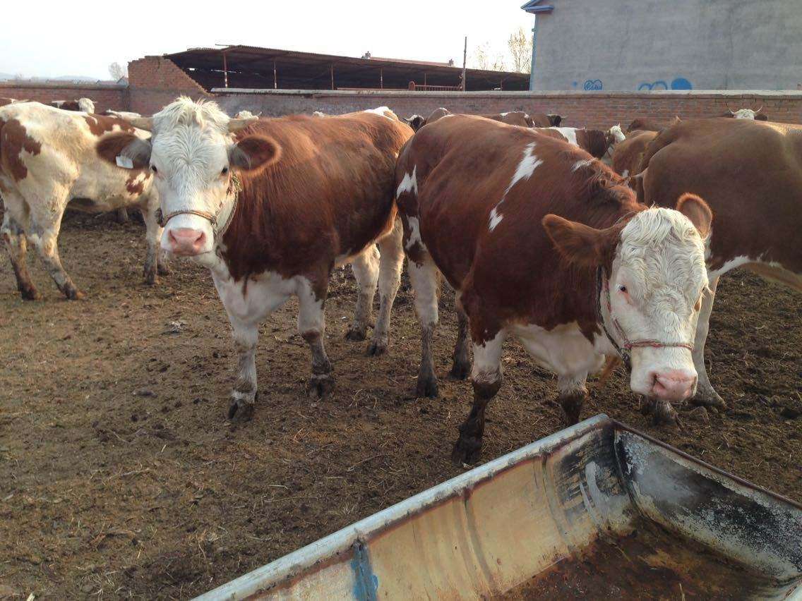 牛肚子脹氣怎麼辦快速解決 牛總脹氣是什麼原因和治療