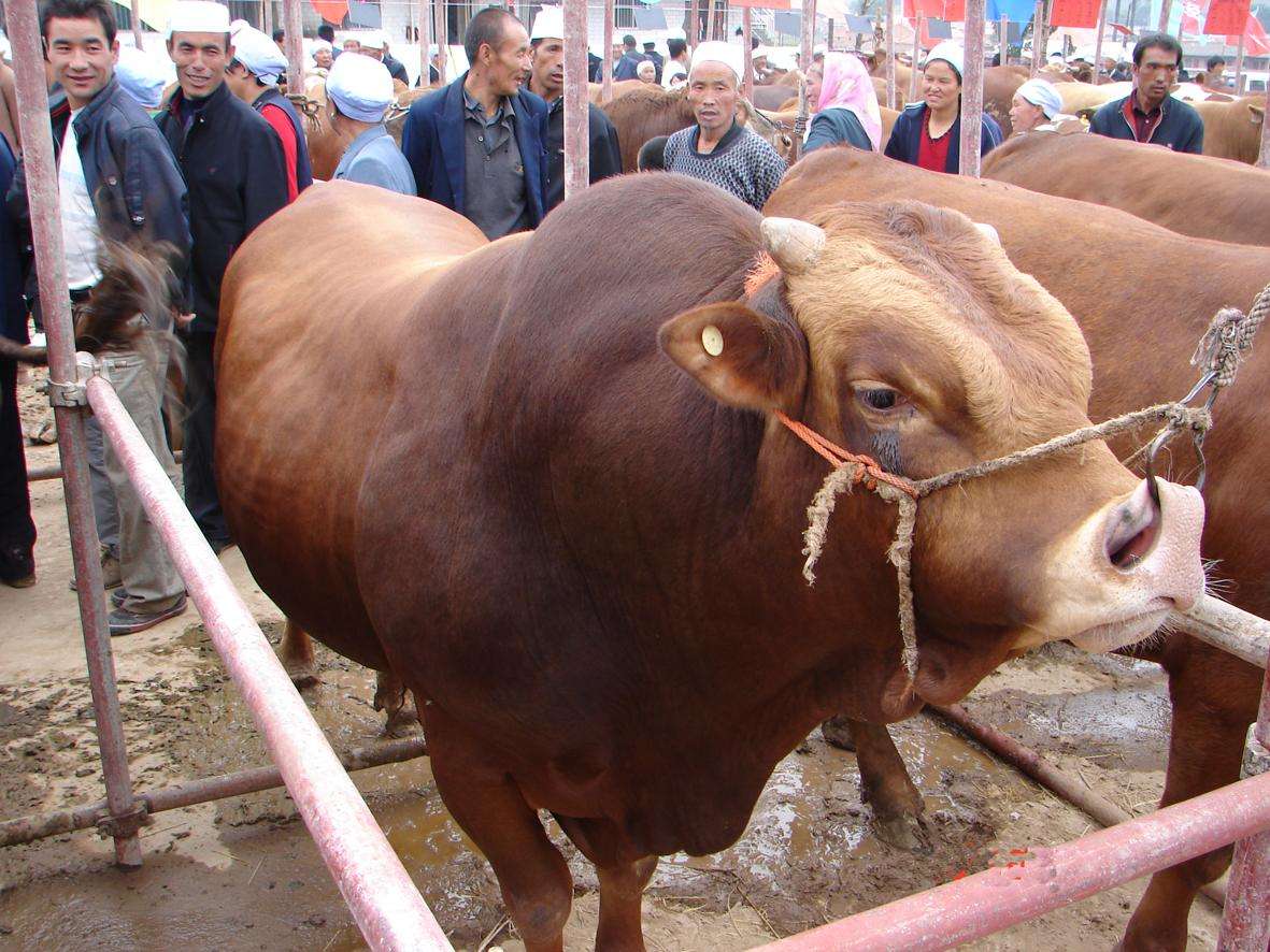 牛肚子脹氣怎麼辦快速解決 牛總脹氣是什麼原因和治療