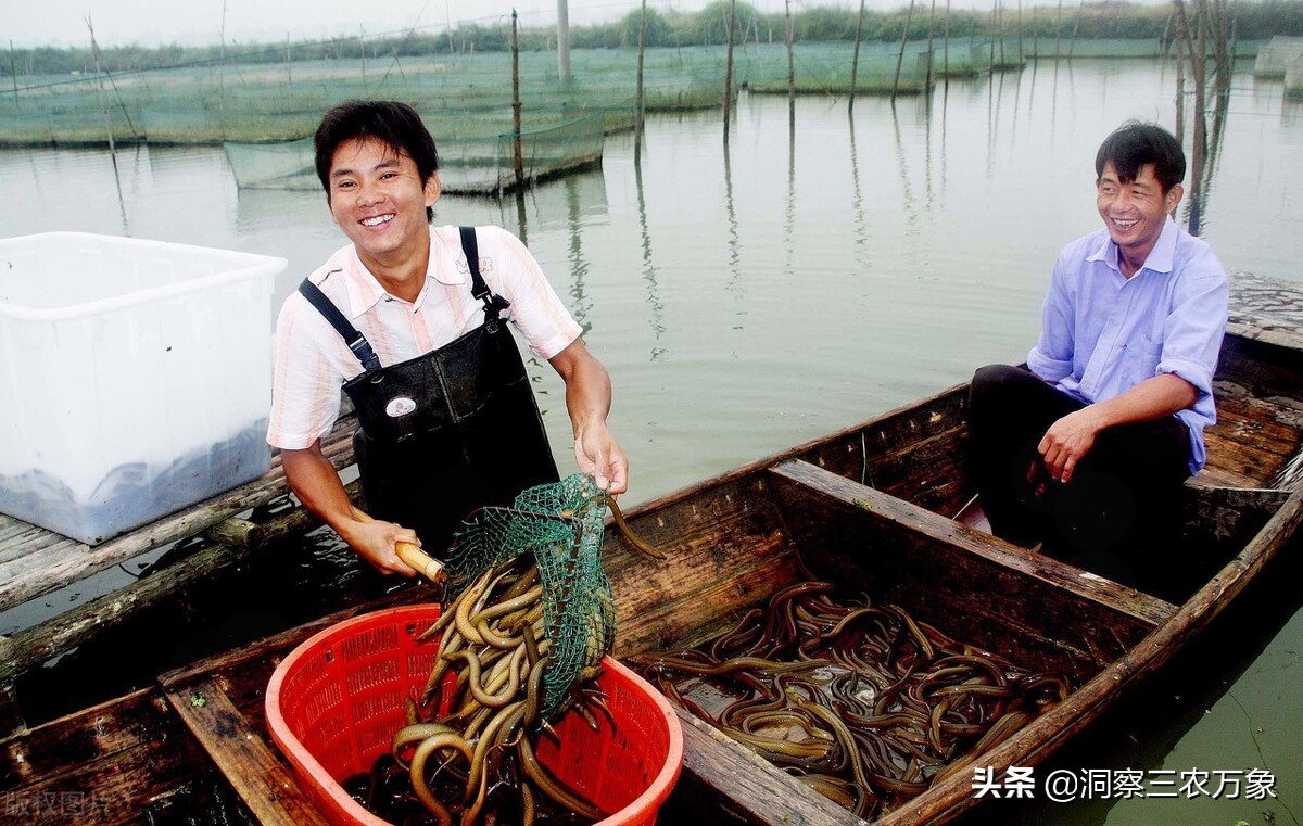 鱔魚的養殖技術 黃鱔低成本高收益的生態養殖新技術