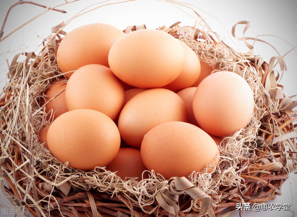 蟲草蛋與土雞蛋的區別 蟲草雞蛋和土雞蛋哪個營養最高