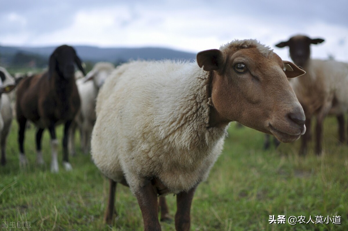養殖業現在養什麼好 養殖業是養羊好還是養牛好