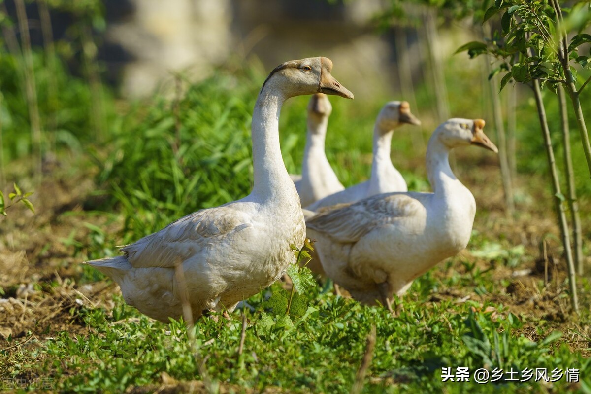 傢養鵝怎麼分辨公母 鑒別成年大鵝公母最準確的方法