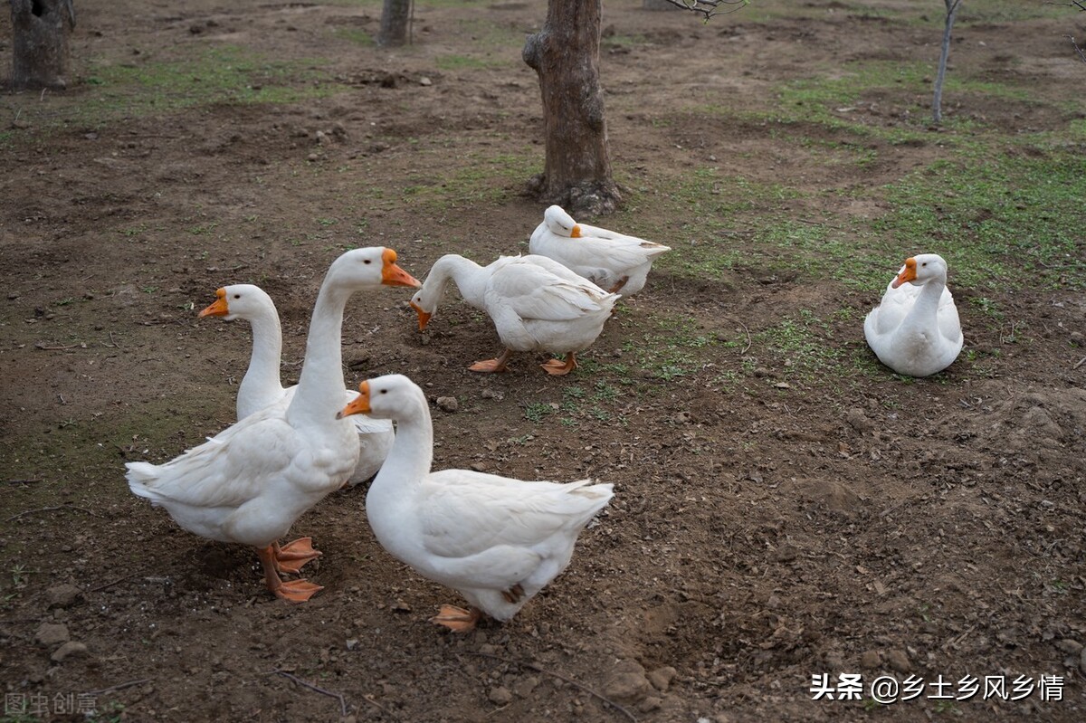 傢養鵝怎麼分辨公母 鑒別成年大鵝公母最準確的方法