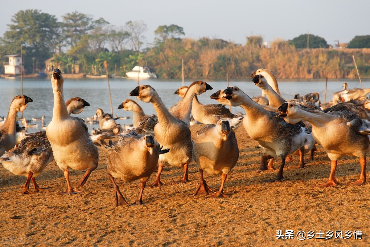 傢養鵝怎麼分辨公母 鑒別成年大鵝公母最準確的方法