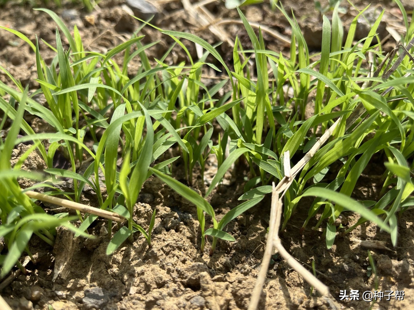 提摩西草在農村叫什麼名字 野生提摩西草是路邊狗尾巴草嗎