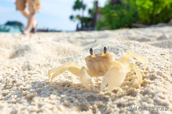 螃蟹吃什麼才能養活 淡水小螃蟹吃什麼食物好養活