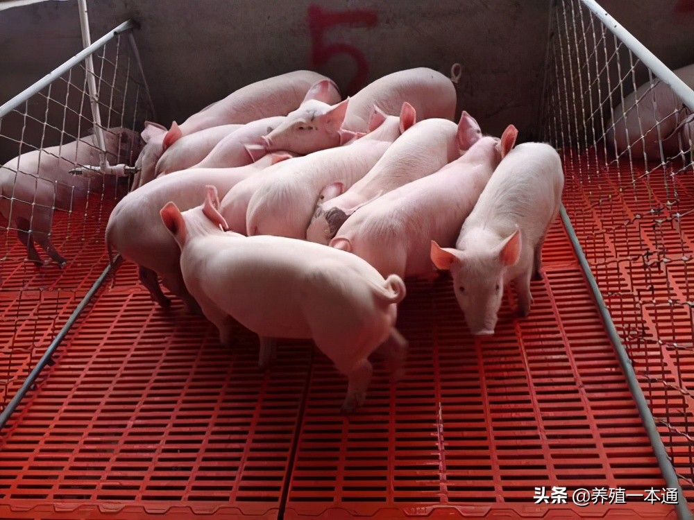 豬不吃食一招解決 豬無明顯癥狀不吃食處理方法