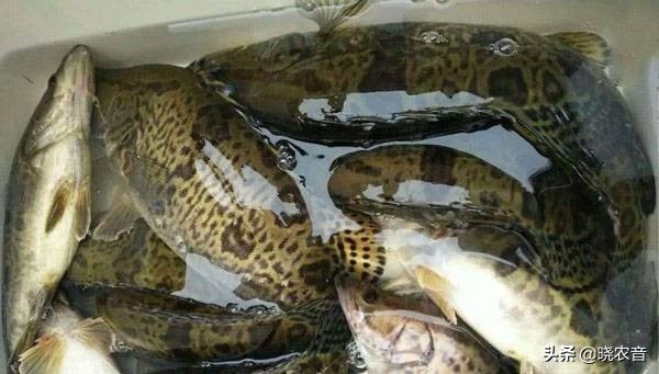 鱖魚品種圖片大全 中國鱖魚常見的種類有幾種
