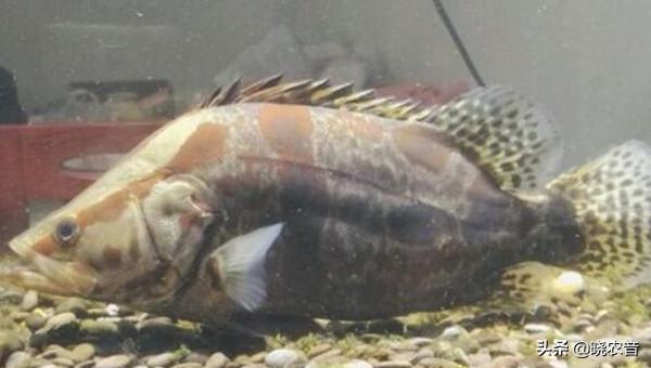 鱖魚品種圖片大全 中國鱖魚常見的種類有幾種